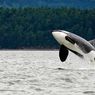 World Orca Day, Mengenal Paus Orca yang Bisa Hidup hingga 80 Tahun