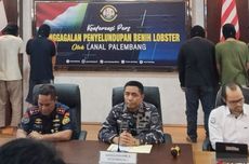 TNI AL Gagalkan Penyelundupan Benih Lobster Rp 15 Miliar ke Singapura