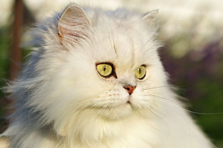 Ilustrasi kucing Persia
