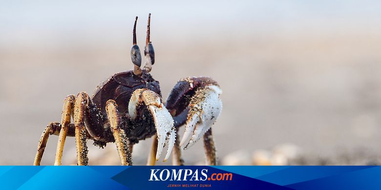 Serba Serbi Hewan Kenapa Kepiting Berjalan Menyamping Halaman All Kompas Com