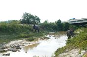 Konsep Pengembangan Konservasi Gajah Bakal Ada di Tol Sibanceh