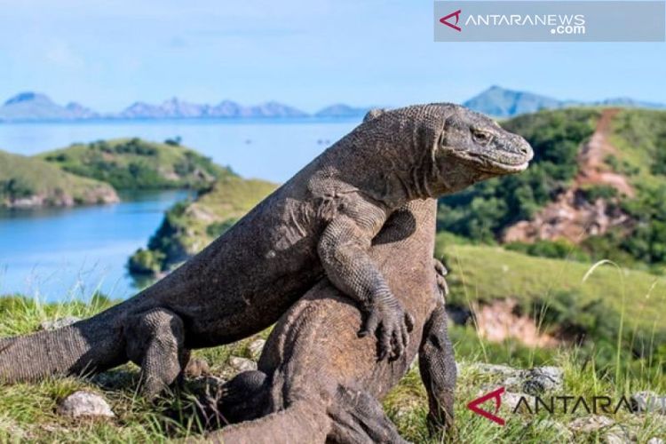 Punahnya Komodo di Pulau Padar