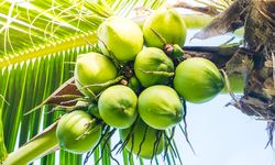 Catat, Begini Cara Panen Kelapa dengan Benar