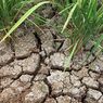Saluran Irigasi Surut, Petani di Mustikasari Bekasi Pakai Pompa untuk Mengairi Sawah