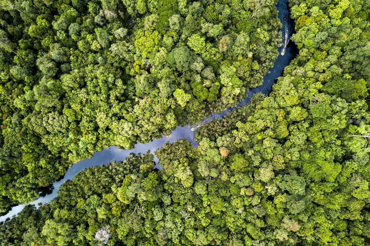 Ilustrasi hutan yang masih terjaga keanekaragaman hayatinya.