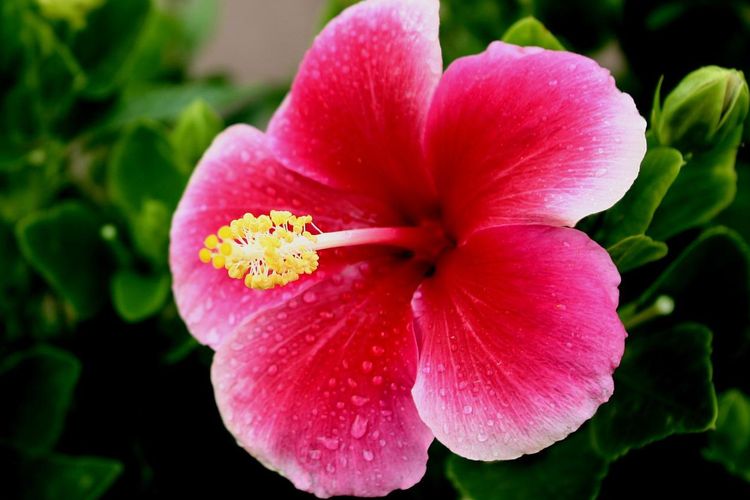 Ilustrasi bunga sepatu, kembang sepatu. 