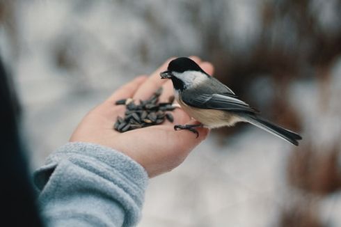 5 Kesalahan saat Memberi Makan Burung