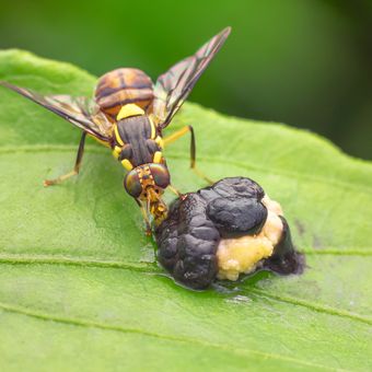 Ilustrasi hama lalat buah (Bactrocera sp.) pada tanaman.