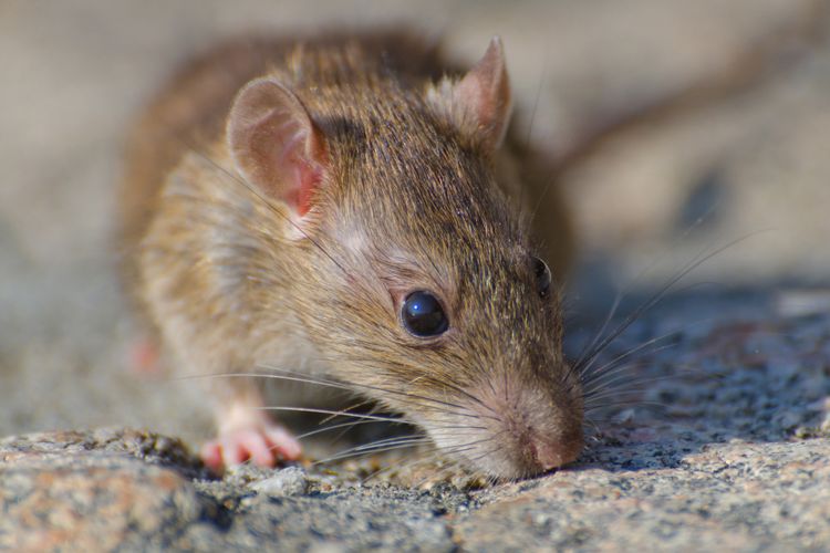 Ini 8 Penyebab Tikus Masuk Rumah yang Sering Tidak Disadari