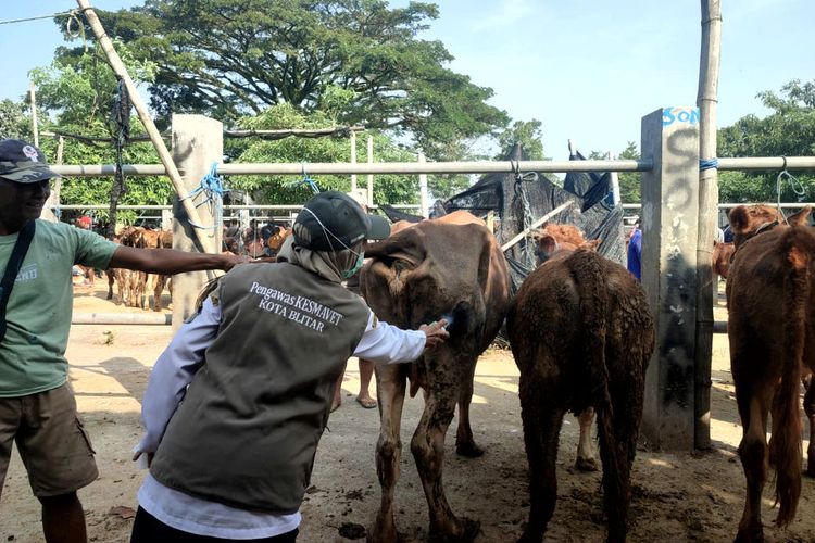 Cek Kesehatan Hewan Kurban, Dinkes Blitar Temukan Seekor Sapi Sakit Lato-lato dan 16 Cacingan 