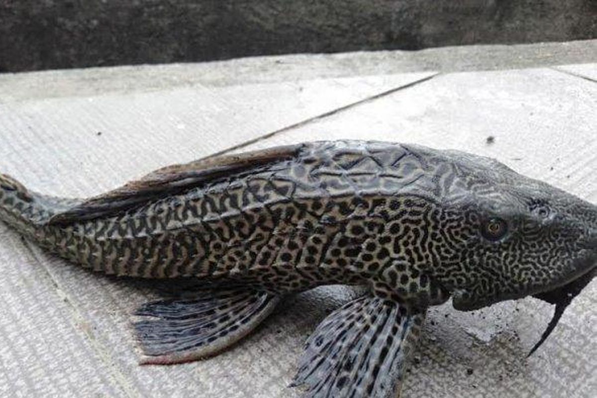 Bolehkah Makan Daging Ikan Sapu-Sapu? Chef Berikan Penjelasan Lengkap
