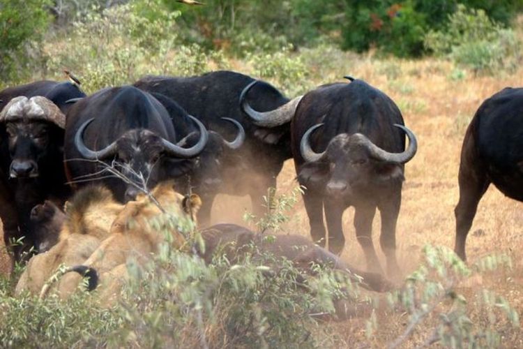 Sekelompok banteng mengusir para singa yang hendak memangsa salah satu temannya di sebuah taman margasatwa di Limpopo, Afrika Selatan.