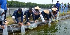 Kembangkan SDM, Kementerian KP Manfaatkan SLP Budi Daya Air Payau dan Pusat Studi Mangrove Pulokerto