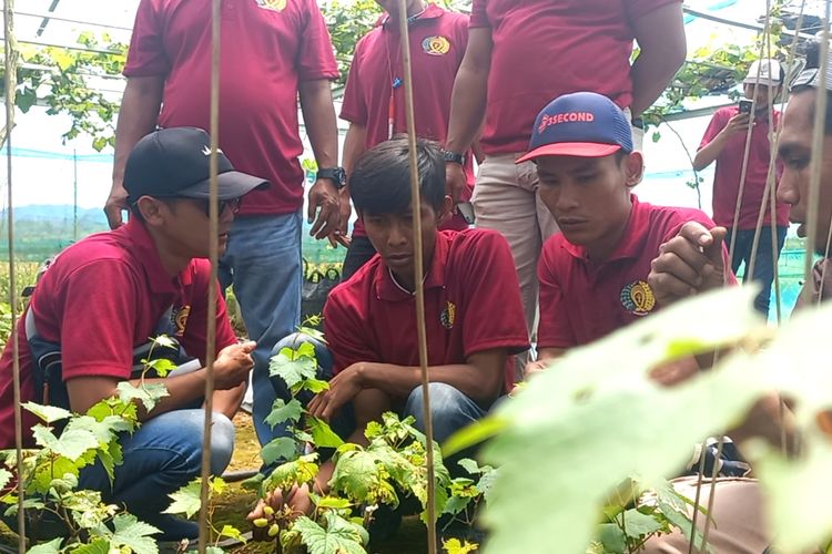 Warga Binaan Bapas Kelas II Bogor dilatih budidaya tanaman anggur di Pusat produksi bibit Purworejo 