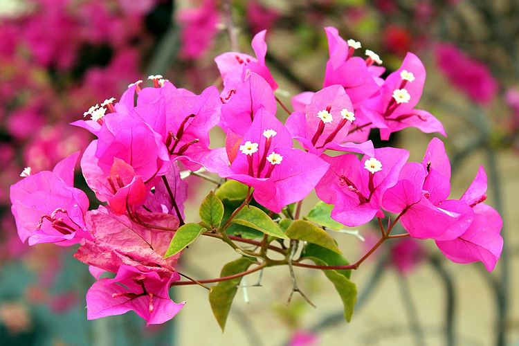 Ilustrasi tanaman bunga bugenvil atau bunga kertas. 