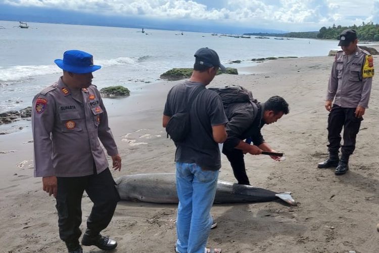 Lumba-lumba Hidung Botol Mati Terdampar di Pantai Jembrana