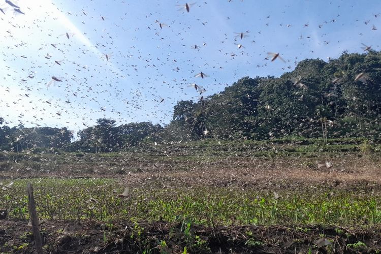 Hama belalang yang menyerang tanaman pertanian milik warga di Kecamatan Wewewa Barat, Kabupaten Sumba Barat Daya, Nusa Tenggara Timur (NTT) 