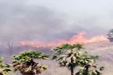 Kebakaran Lahan Hanguskan 45 Unit Lumbung Pangan Warga di Sikka