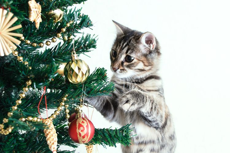 Ilustrasi kucing bermain di pohon Natal.