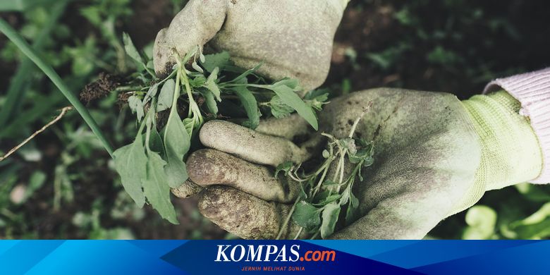 Mengenal Jenis Gulma dan Cara Mengatasinya