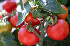 Mengapa Tanaman Tomat Tidak Berbuah? Ini 5 Penyebabnya