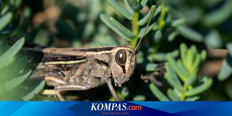 Belalang Berkembang Biak dengan Cara: Proses Reproduksi dan Kehidupan Belalang