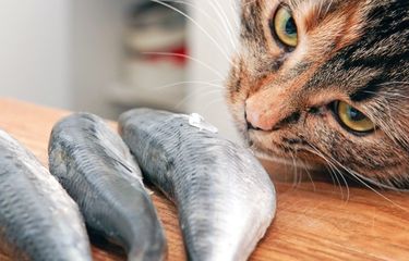 Ilustrasi kucing makan ikan