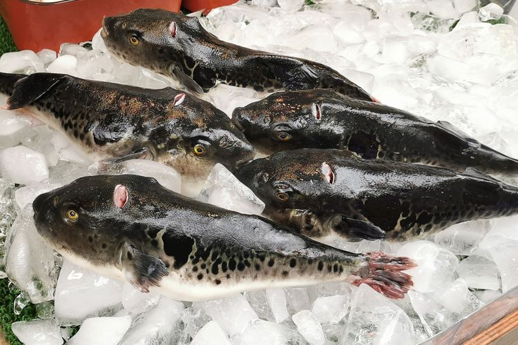 Ikan buntal atau fugu (puffer fish) di pasar Kuromon, jenis ikan beracun. Harus diolah dengan sangat hati-hati terutama untuk menghilangkan bagian beracunnya.