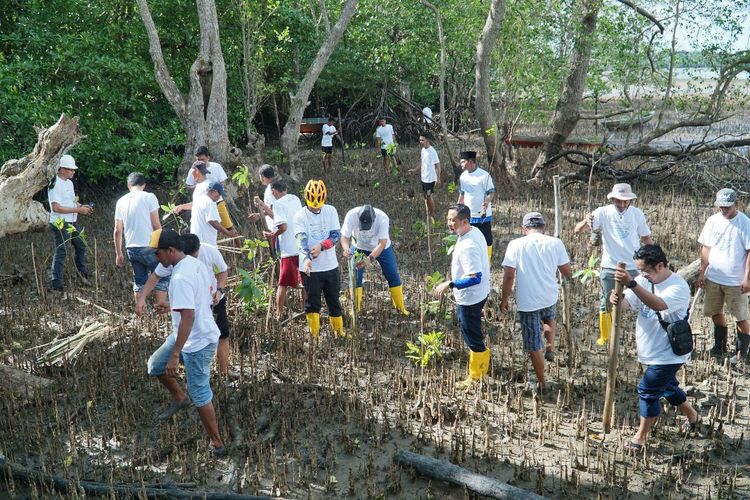 PT PLN (Persero) melalui anak perusahaannya PT PLN Batam melakukan penanaman 500 bibit Mangrove atau pohon bakau serta membersihkan sampah di sepanjang bibir pantai Desa Wisata Kampung Terih, Nongsa, Batam, Kepulauaj Riau (Kepri).