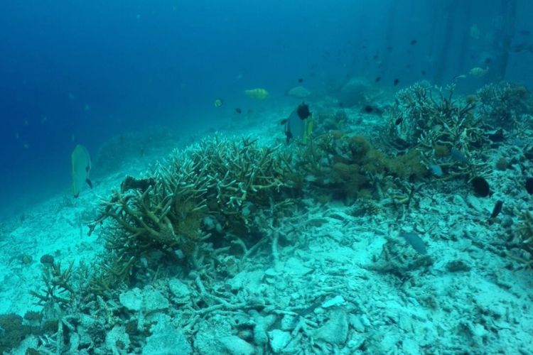 Beberapa bagian di salah satu dive spot favorit Raja Ampat, yaitu perairan Pulau Arborek yang mengalami beberapa kerusakan karang, Kamis (19/10/2017).