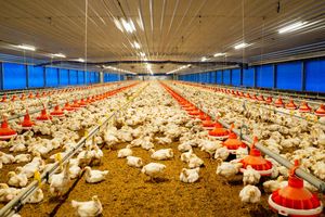 Mengenal Sistem Peternakan Ayam McDonald’s, Kandangnya Kering dan Tidak Bau