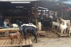 Di Tanah Abang, Kambing Kurban Jenis Etawa yang Montok Lebih Banyak Dicari