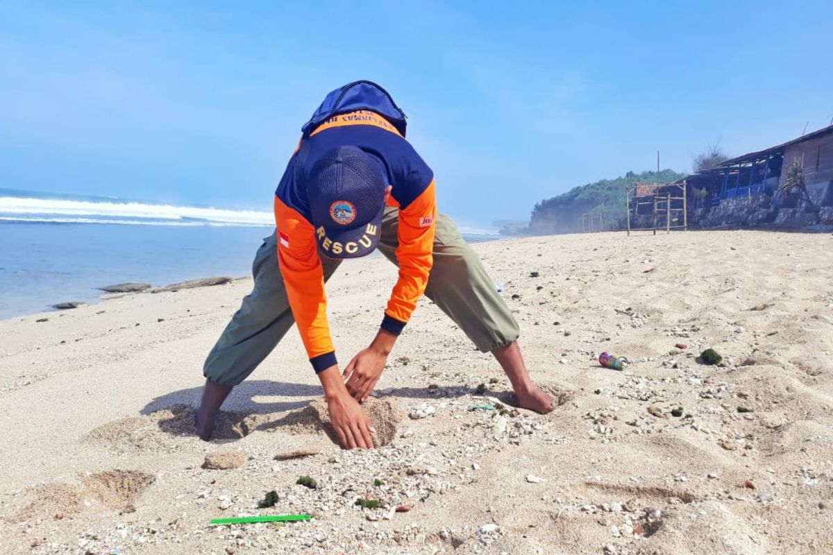 4 Fakta Ancaman Ubur-ubur di Pantai Yogyakarta, 85 Orang Tersengat hingga  Muncul Saat Musim Liburan Halaman all - Kompas.com
