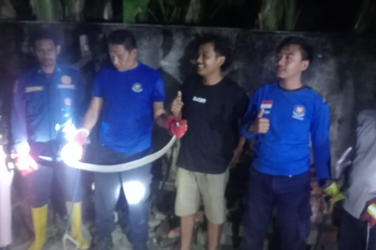 Evakuasi Ular kobra dilakukan Damkartan Sumbawa. Lihat Foto Evakuasi Ular kobra dilakukan Damkartan Sumbawa.