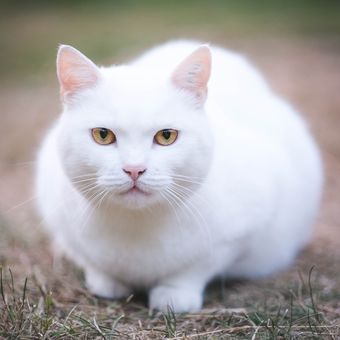 Ilustrasi kucing putih.