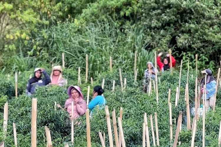 Harga Cabai Rawit Meroket di Bener Meriah Aceh, Petani Sumringah