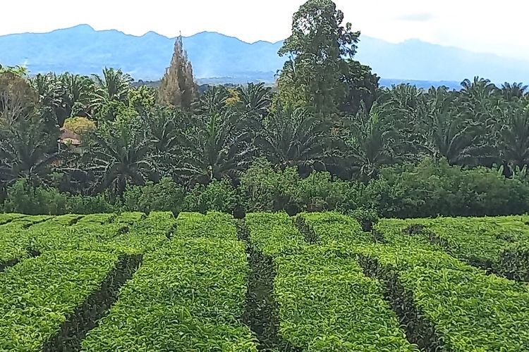 Foto: Area kebun Teh Sidamanik milik PTPN IV di Kecamatan Sidamanik, Kabupaten Simalungun Rabu 15 Juni 2022.