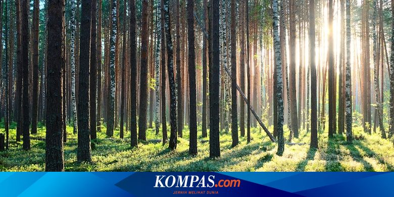 Perhutanan Sosial Menjadi Solusi untuk Tengahi Masalah antara Masyarakat dan TPL - Vimarsana News