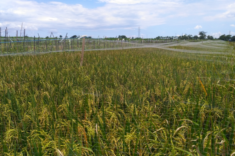 ilustrasi petani menutupi tanaman padinya dengan jaring untuk menghalau hama burung pipit.