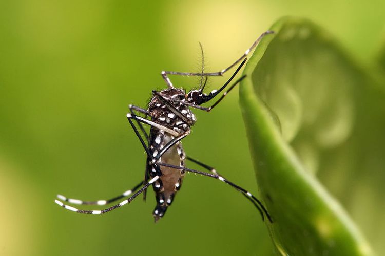Nyamuk Aedes aegypti yang menyebabkan penyakit demam berdarah