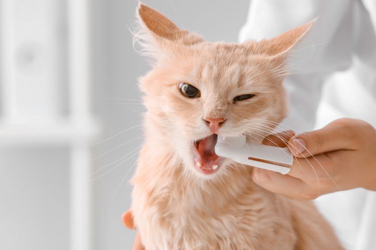 Ilustrasi menyikat gigi kucing. 