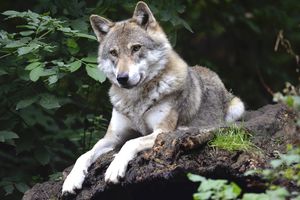 Korsel Geger, Serigala Lepas dari Kebun Binatang Picu Perburuan Besar-besaran