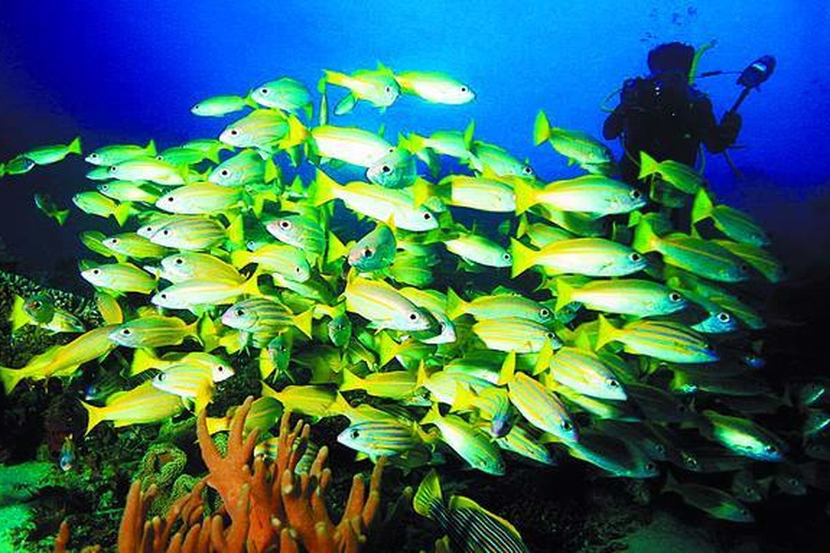 Keindahan panorama bawah laut seperti di Raja Ampat ini juga bisa dinikmati di Kepulauan Widi di Kabupaten Halmahera Selatan, Maluku Utara. Juga pantai pasir putihnya yang luar biasa.