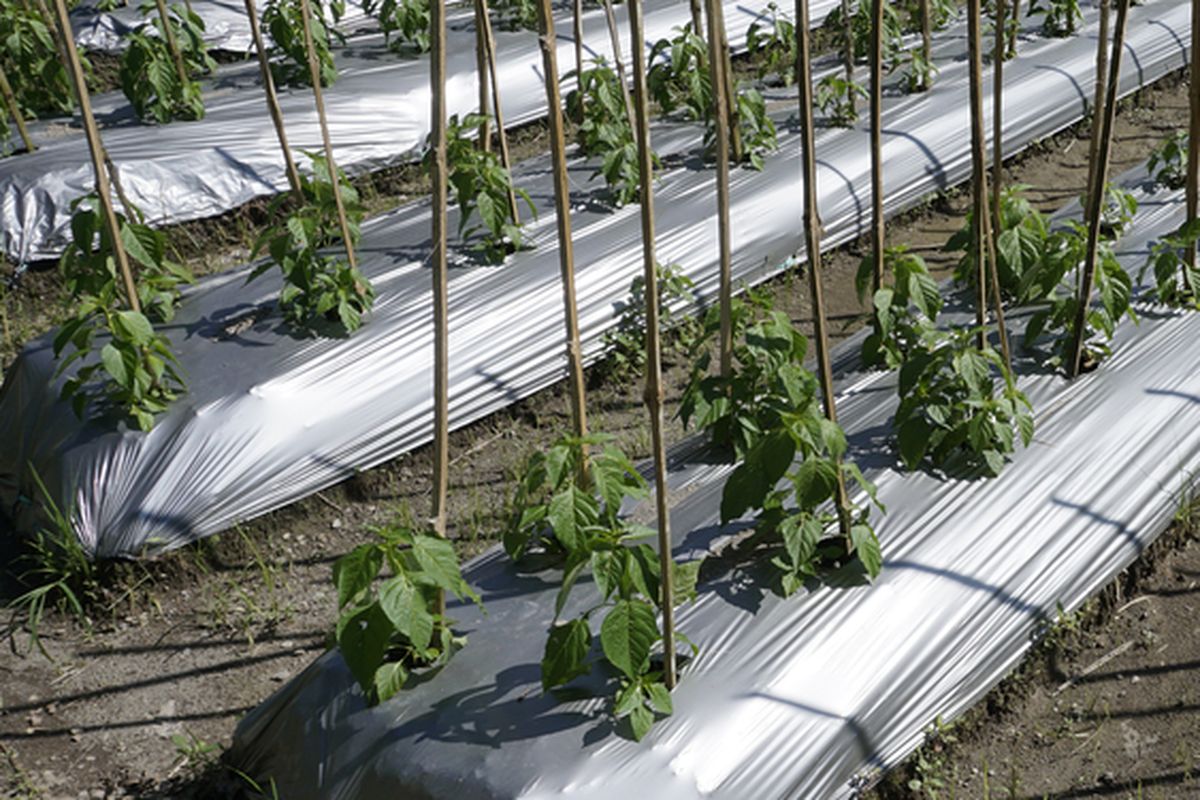 Ilustrasi bedengan tanaman cabai. 