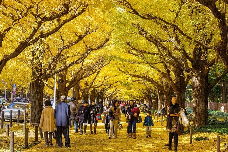 Sebuah jalur yang dipenuhi pohon ginkgo di Meiji Jingu Gaien, Shinjuku, Tokyo, Jepang.