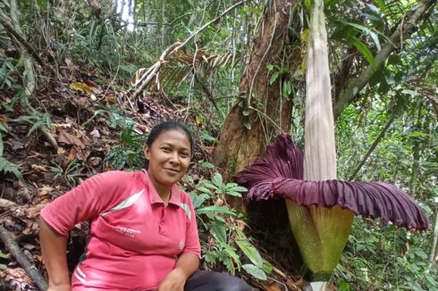 Bunga Bangkai Titanum Mekar di Areal Kebun Warga di Agam Sumbar