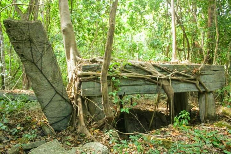 Tampak akar pohon beringin membingkai kuburan milik Umbu Mehanguru Mehataku.