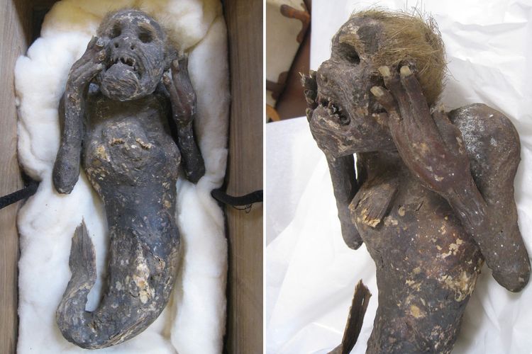 Mumi putri duyung, makhluk misterius berukuran 12 inci (30,5 cm) itu diduga ditangkap di Samudra Pasifik, di lepas pulau Shikoku, Jepang, antara 1736 dan 1741. 
