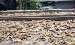 Cerita Usaha Kerupuk Sirip Ikan Tuna di Bali, Terhambat Cuaca Tak Tentu