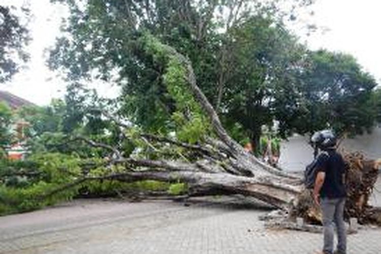 Pohon besar di lapangan Blambangan tumbang karena angin kencang Rabu (19/03/2014)